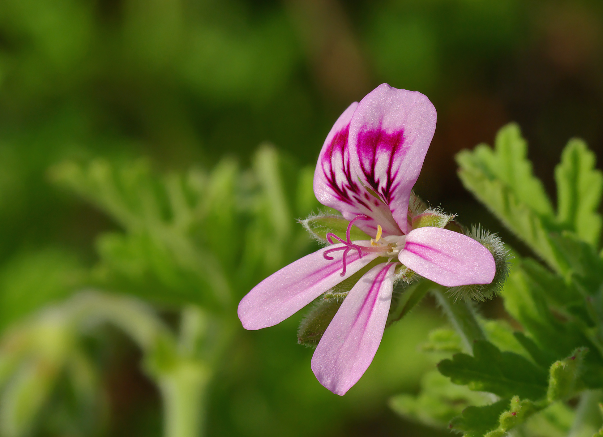 rose-geranium-1789727351.jpg